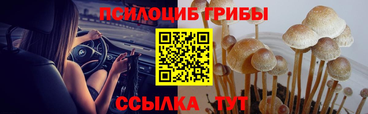 Псилоцибиновые грибы Psilocybine cubensis Краснодар